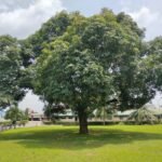 Why the Mahogany Tree is a Masterpiece of Tropical Design